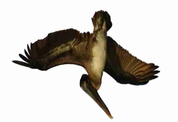 Pelican en chasse